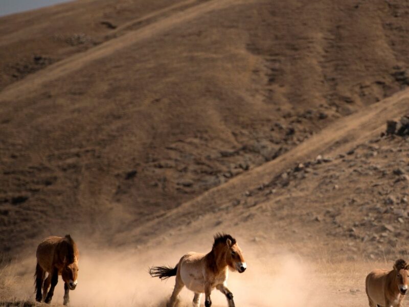 Hustai National Park