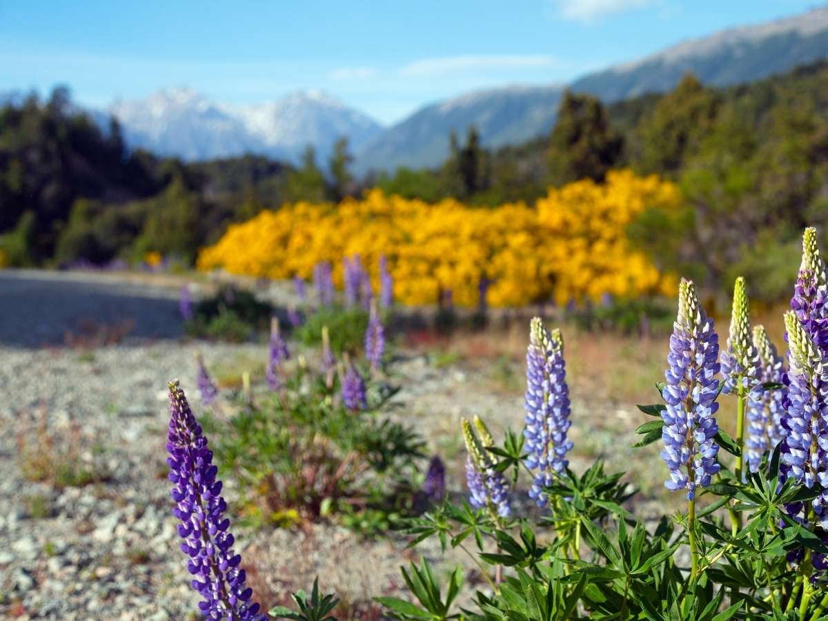 Spring wildflowers Patagonia